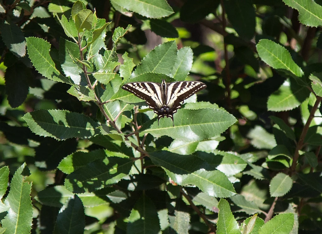 Swallowtail