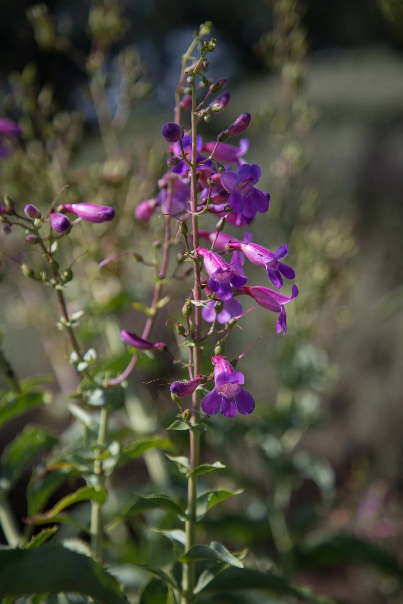 Penstemon
