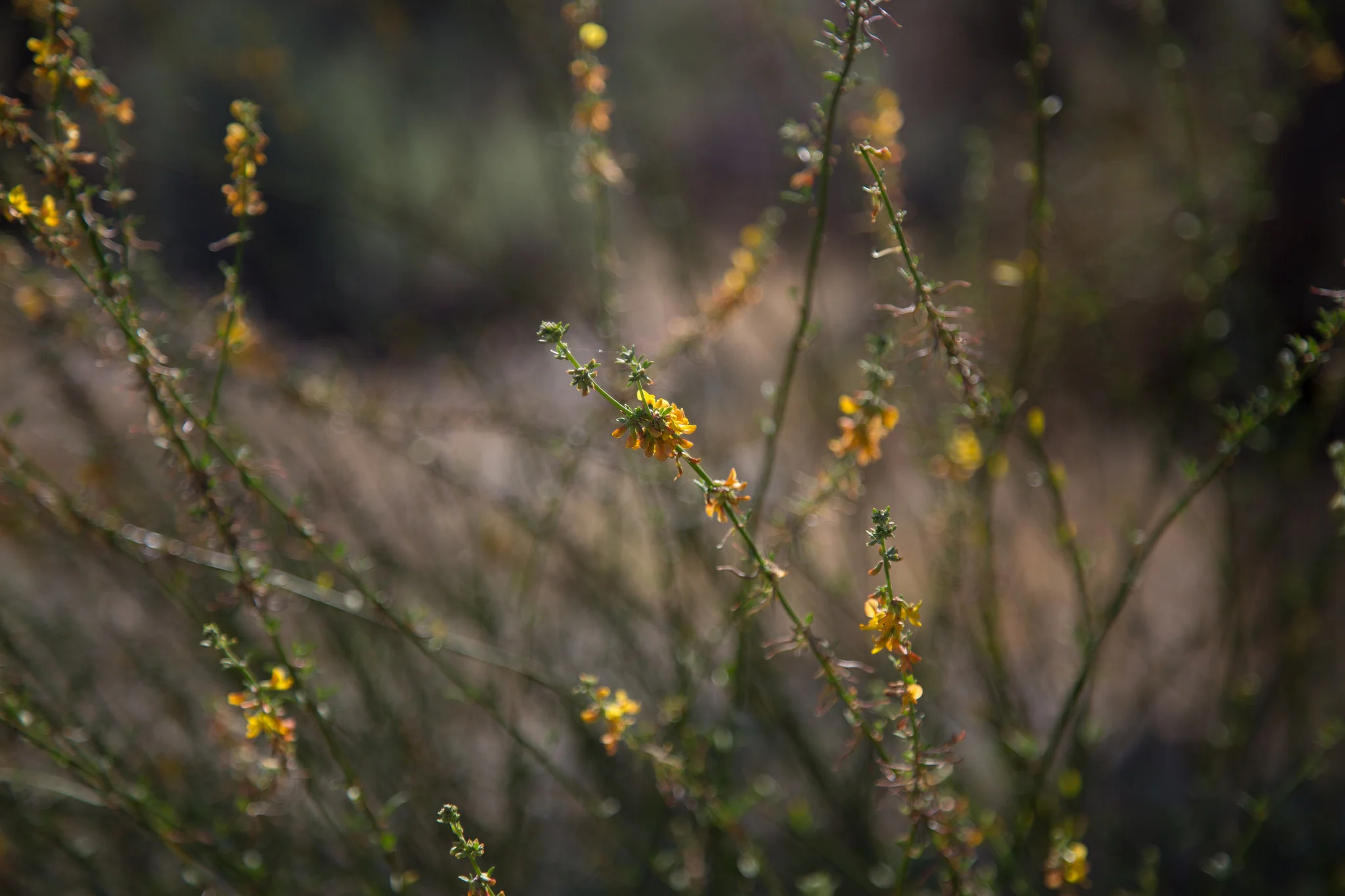 Deerweed