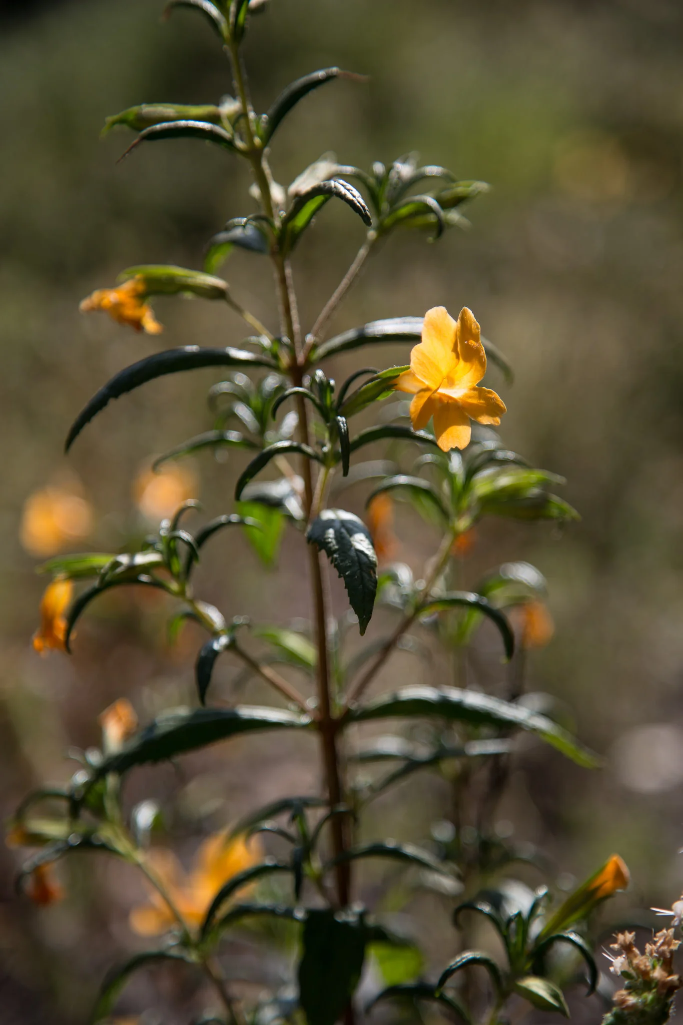Sticky Monkey Flower