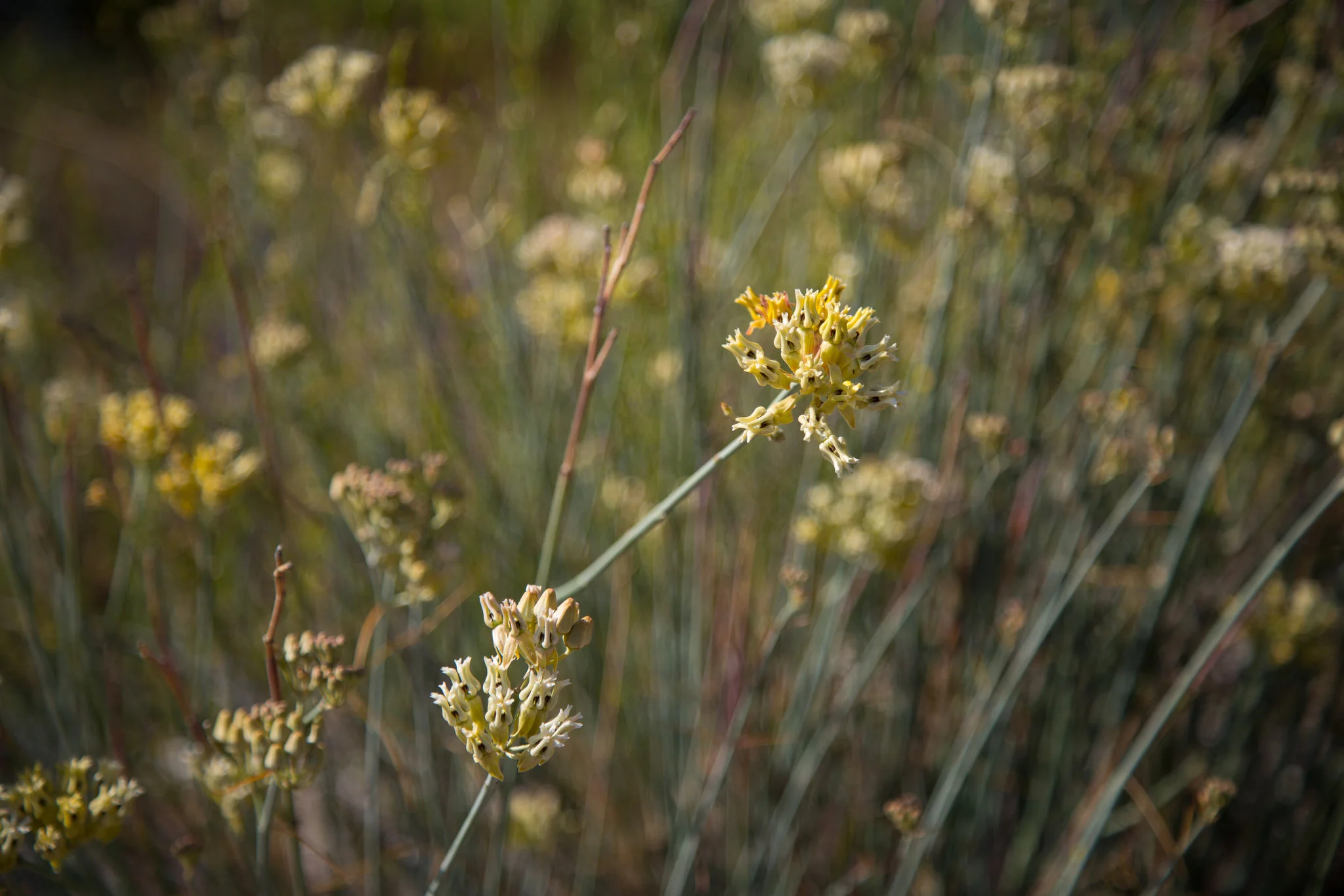 Milkweed
