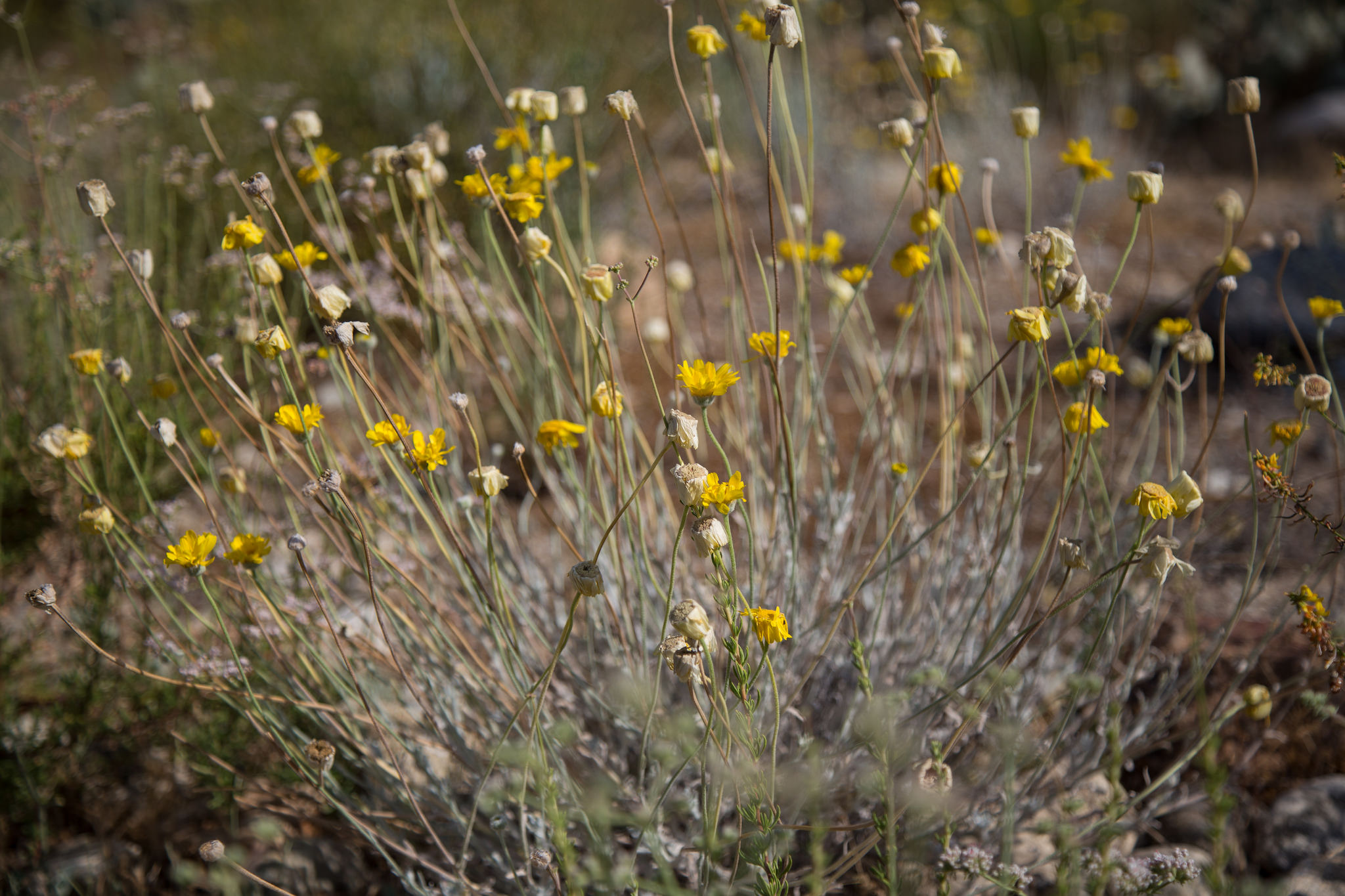 Desert Marigold