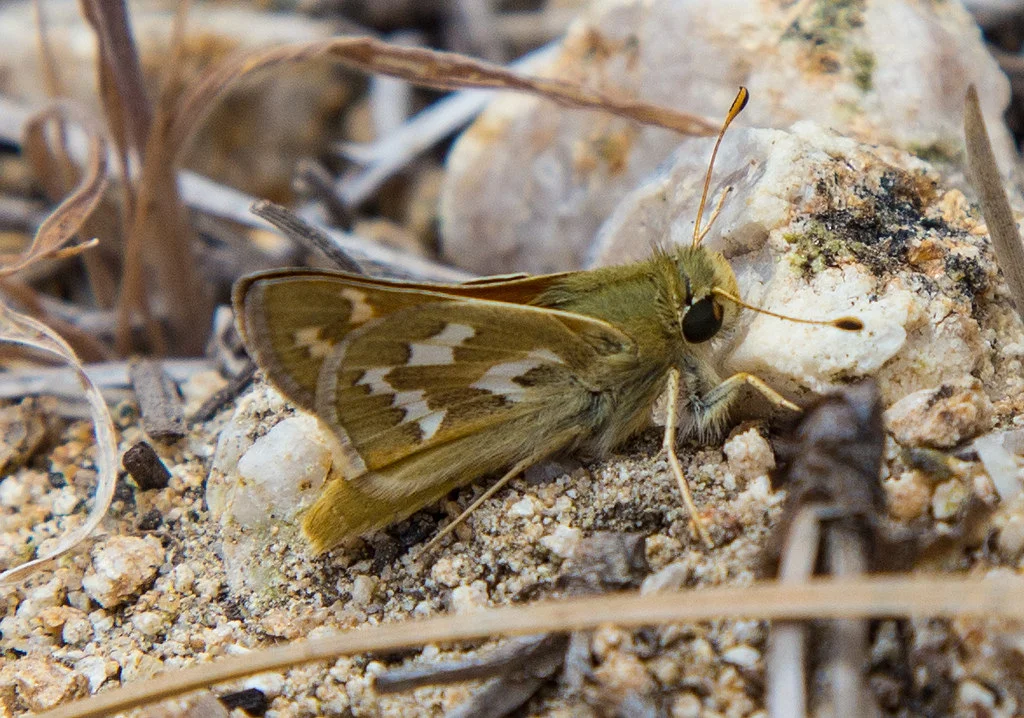 Common branded skipper seen at Charlton Flats