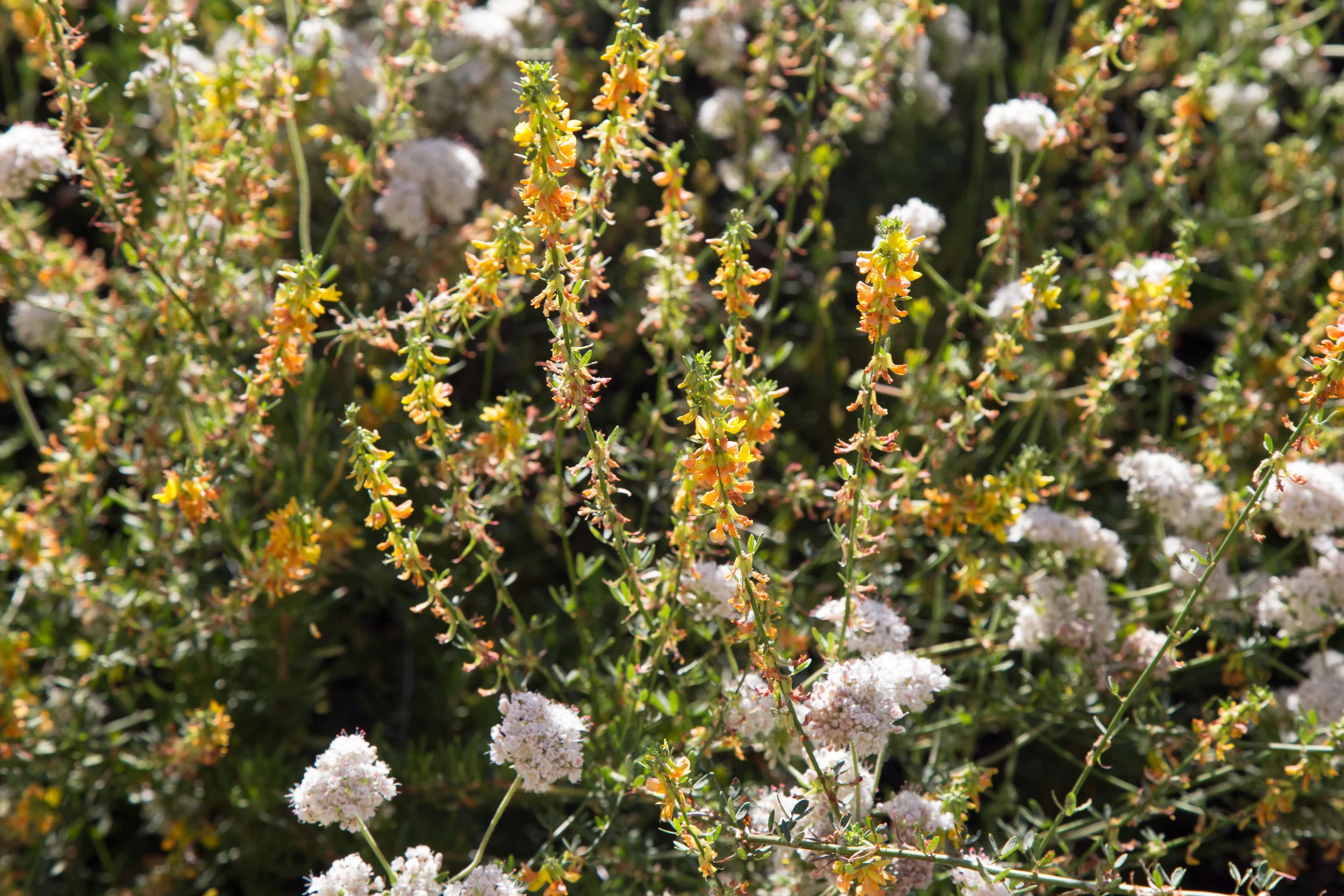 California Buckwheat and Deerweed