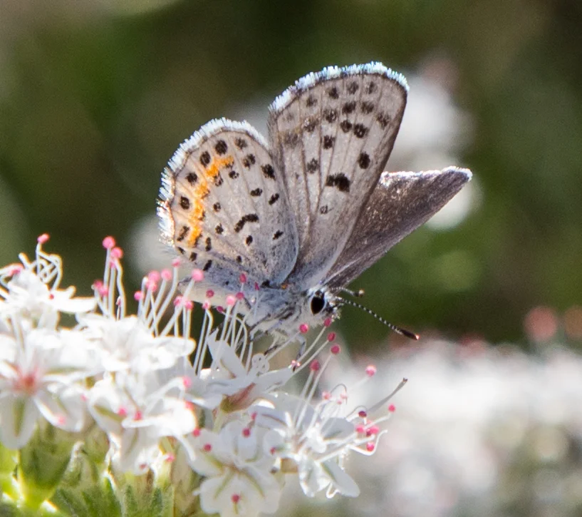Bernardino Blue on California Buckwhea