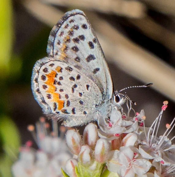 Female Bernardino Blue on California Buckwhea