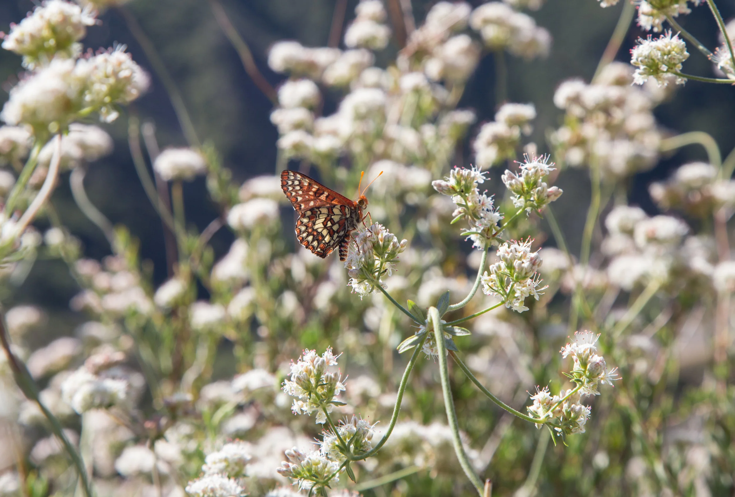 Chalcedon Checkerspot on California Buckwheat