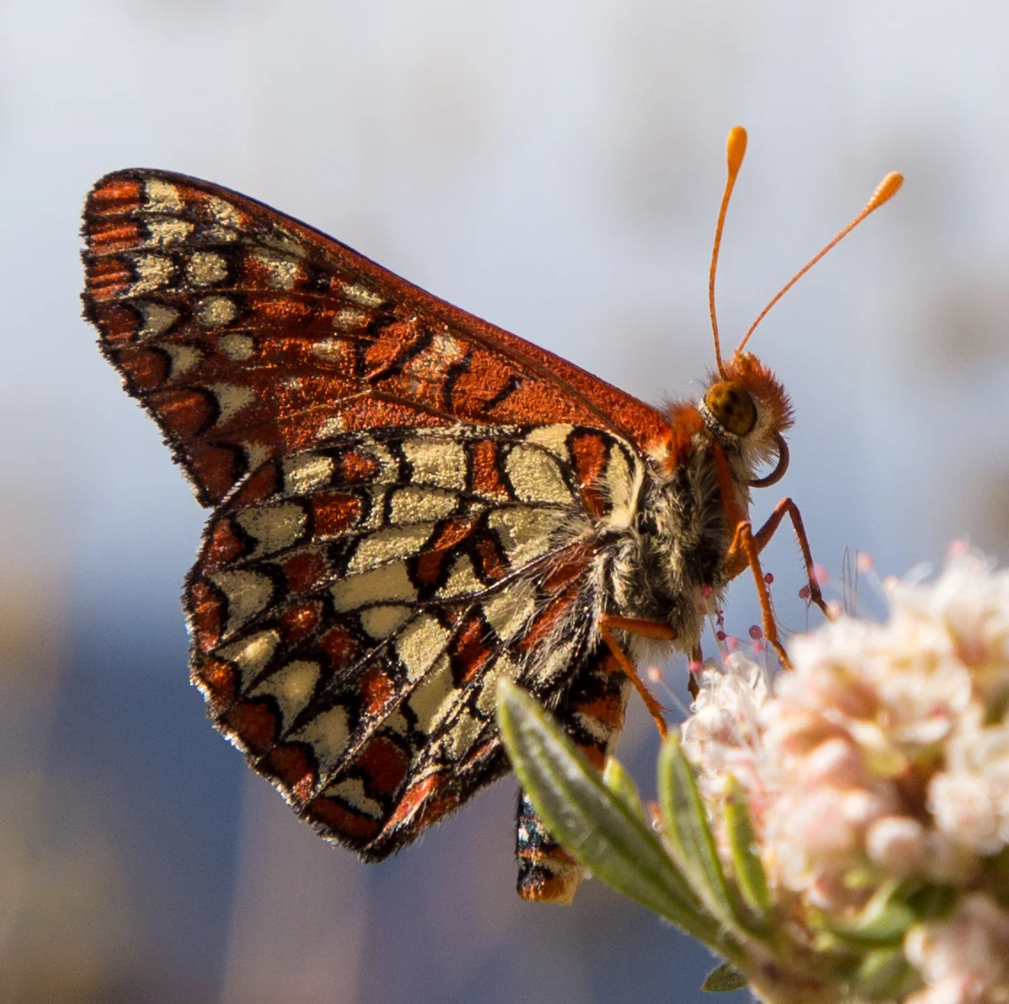 Chalcedon Checkerspot on California Buckwheat