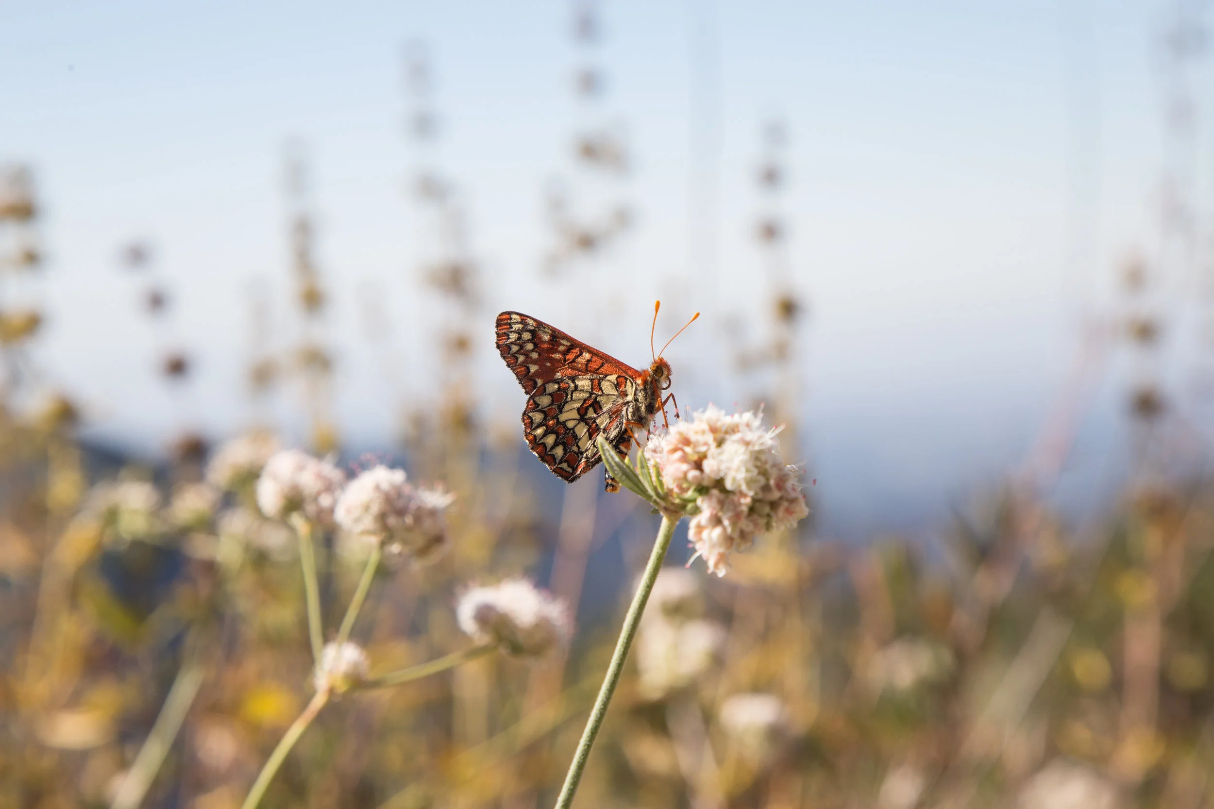 Chalcedon Checkerspot on California Buckwheat