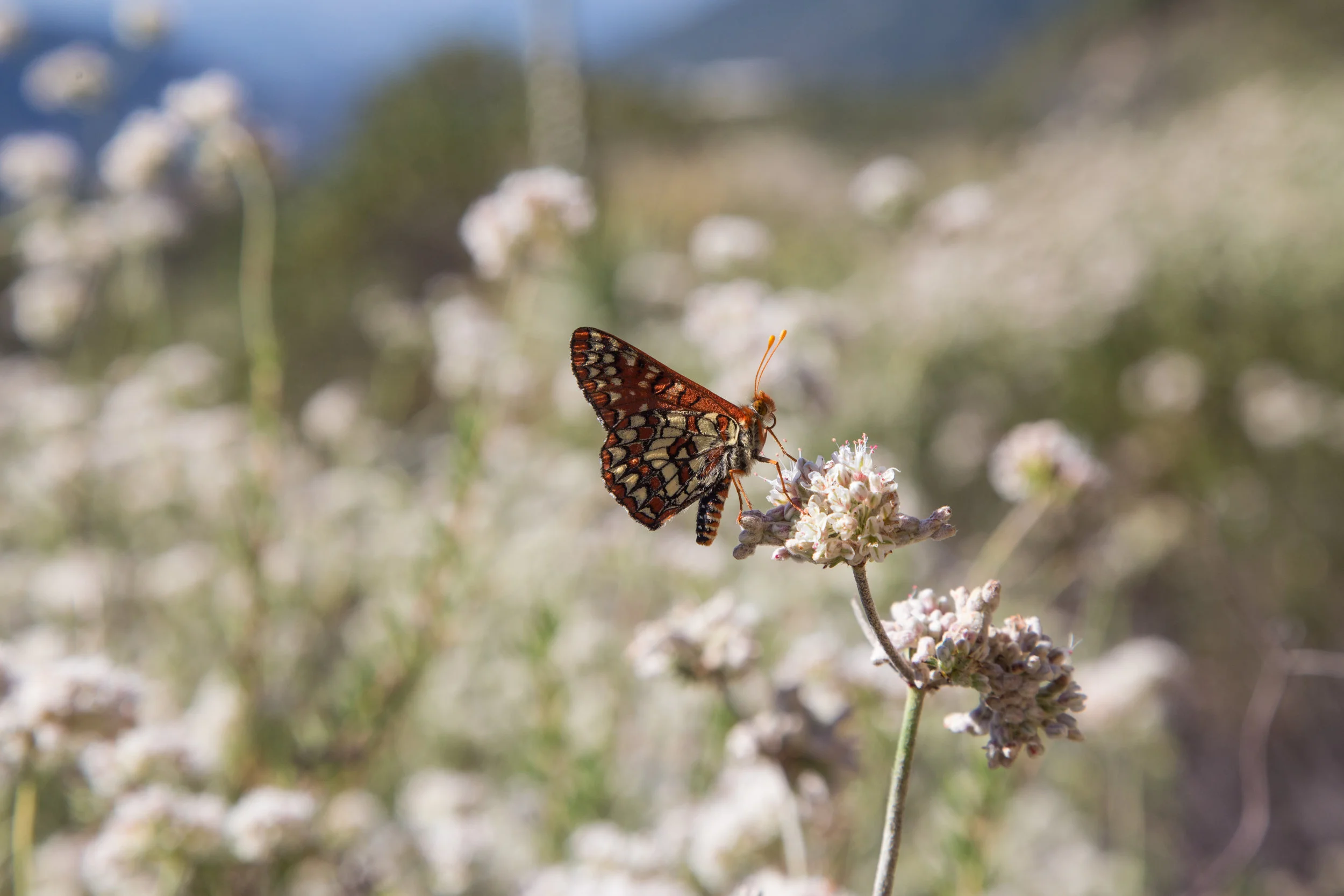 Chalcedon Checkerspot on California Buckwheat t