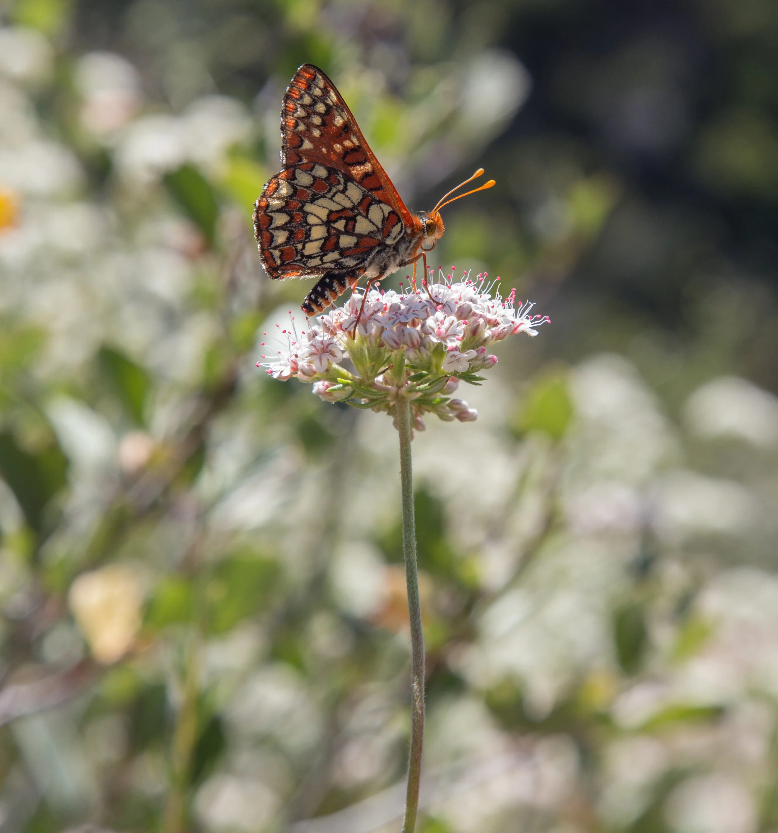 Chalcedon Checkerspot on California Buckwheat