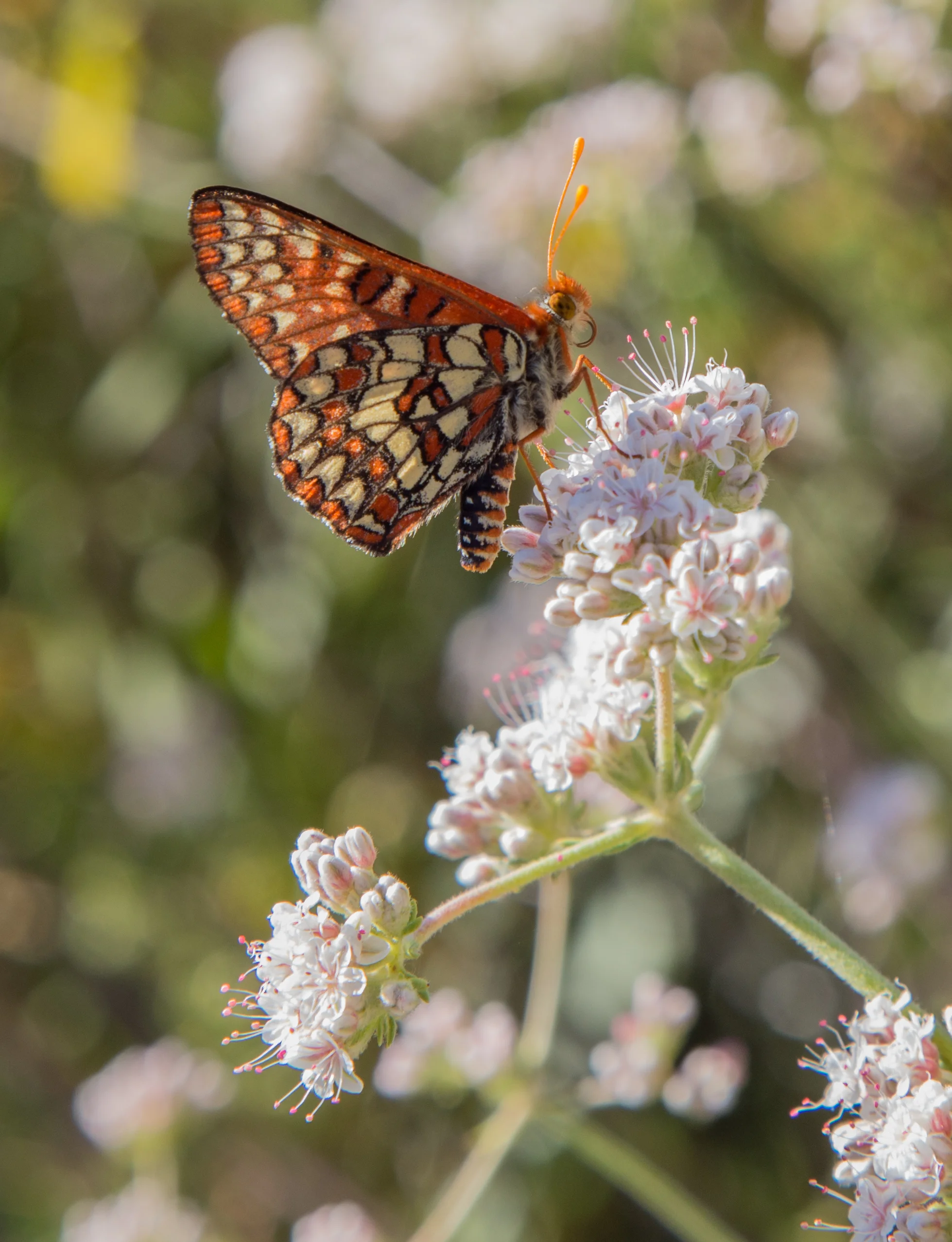Chalcedon Checkerspot on California Buckwheat