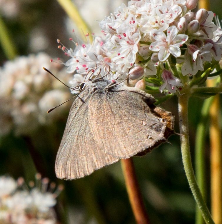 Hairstreak on California Buckwheat