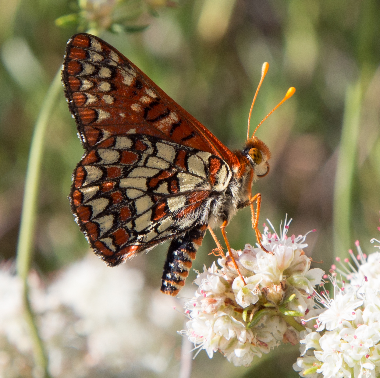 Chalcedon Checkerspot on California Buckwheat