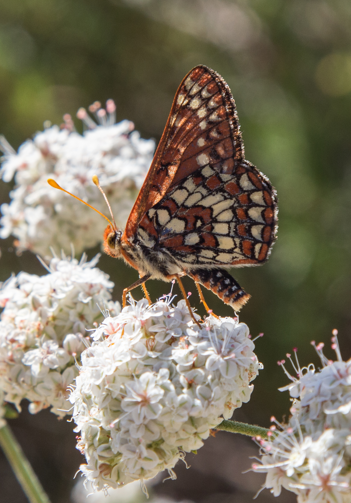 Chalcedon Checkerspot on California Buckwheat