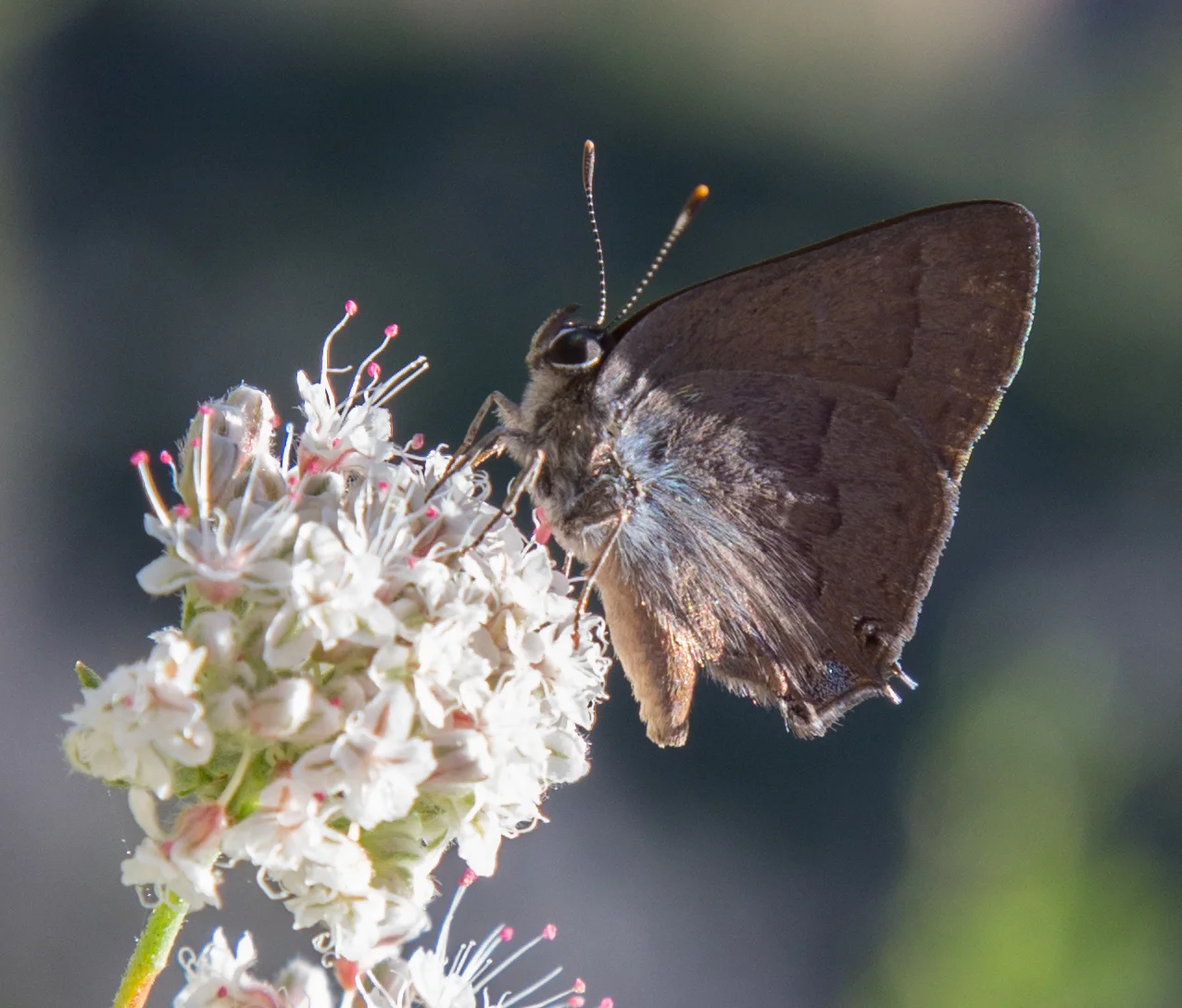 Hairstreak on California Buckwheat