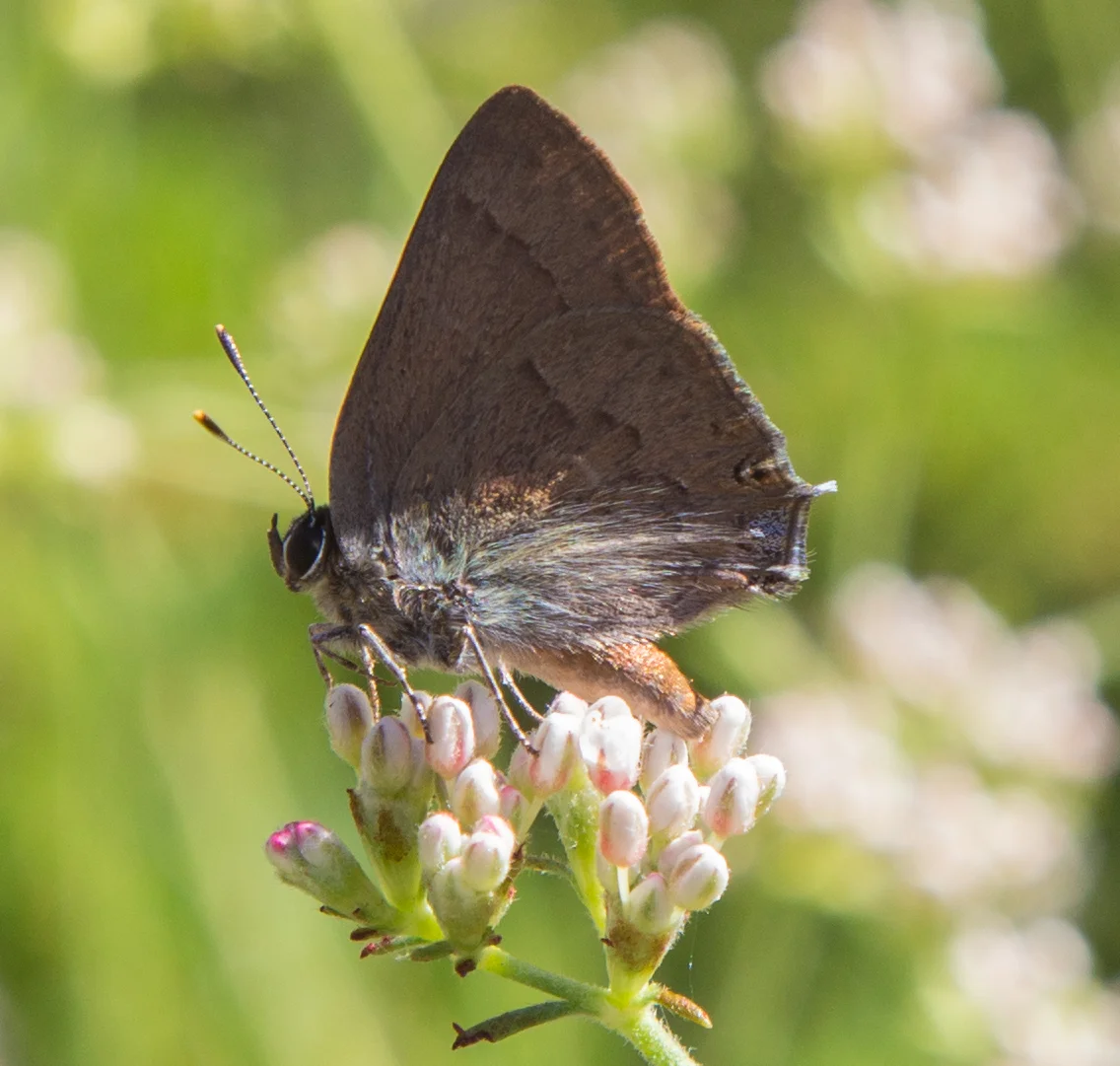 Hairstreak on California Buckwheat