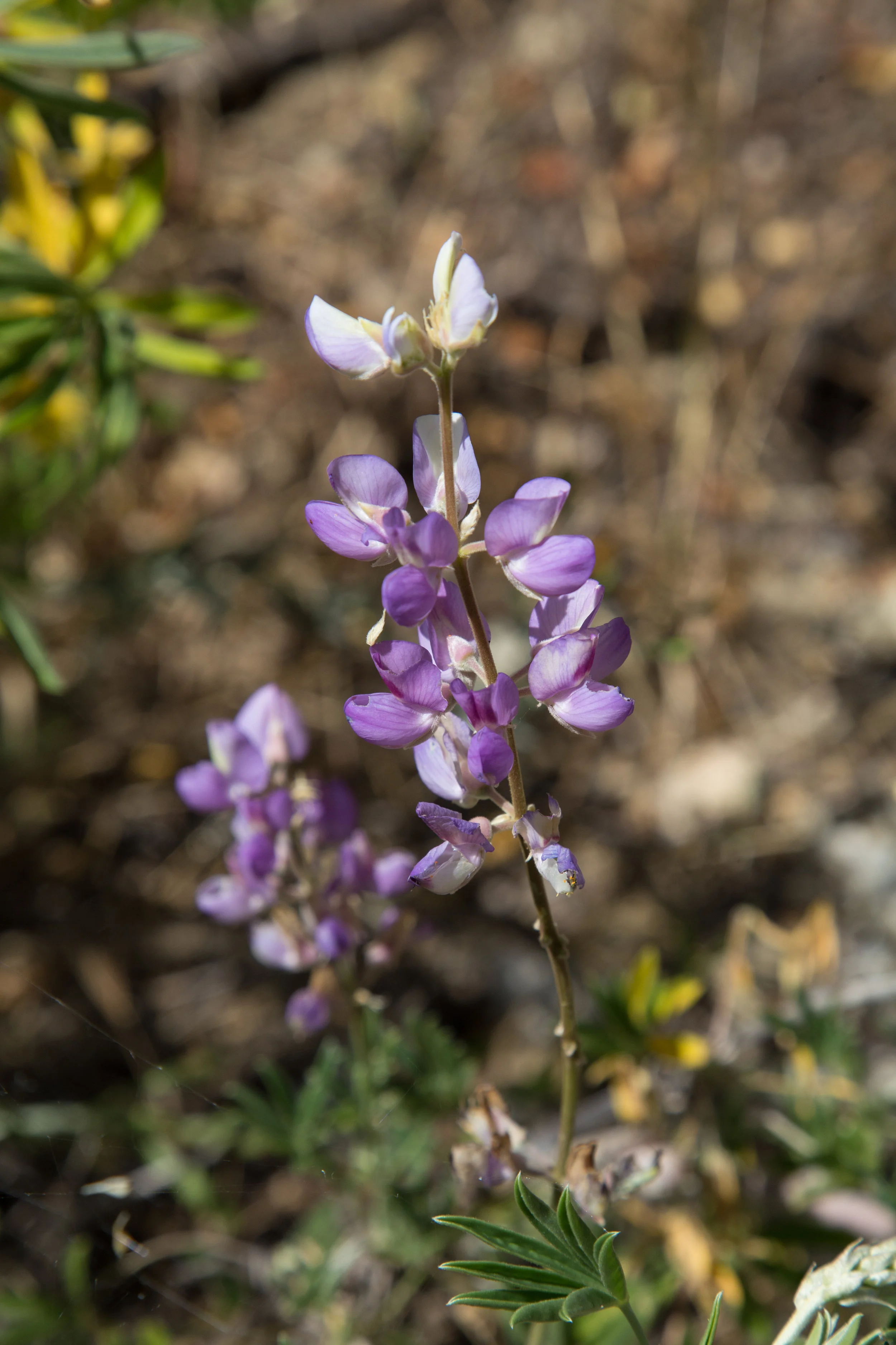 Bush Lupine
