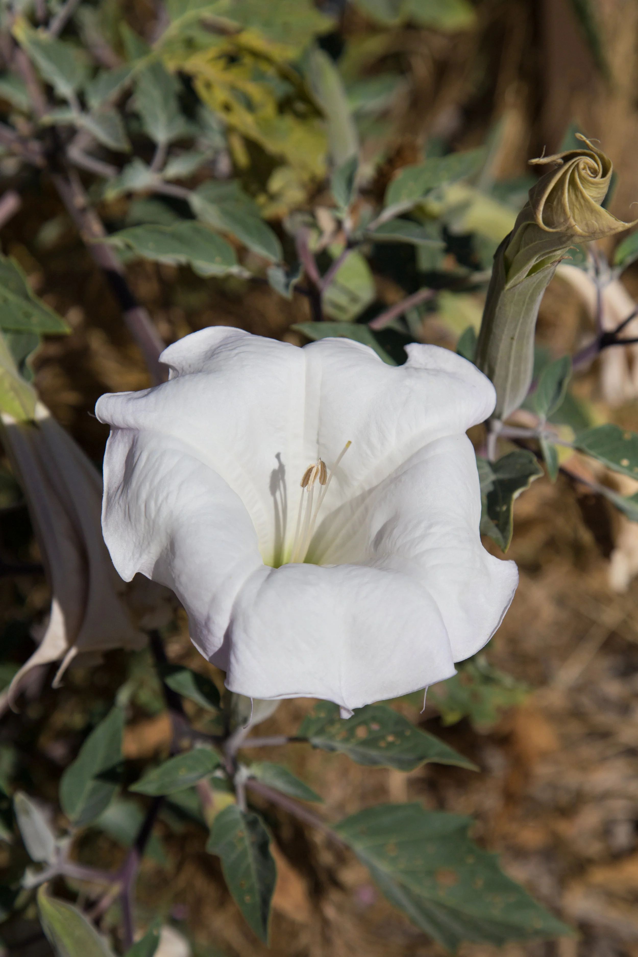 Sacred Datura