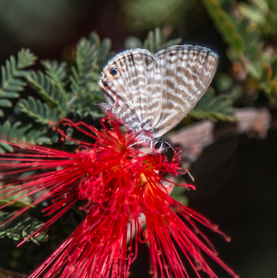 Marine Blue on Red Fairy Duster