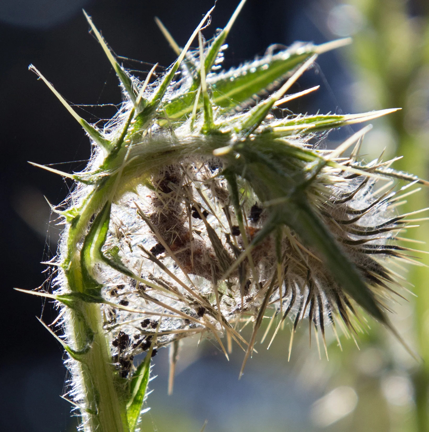 Painted Lady Caterpillar on thistle