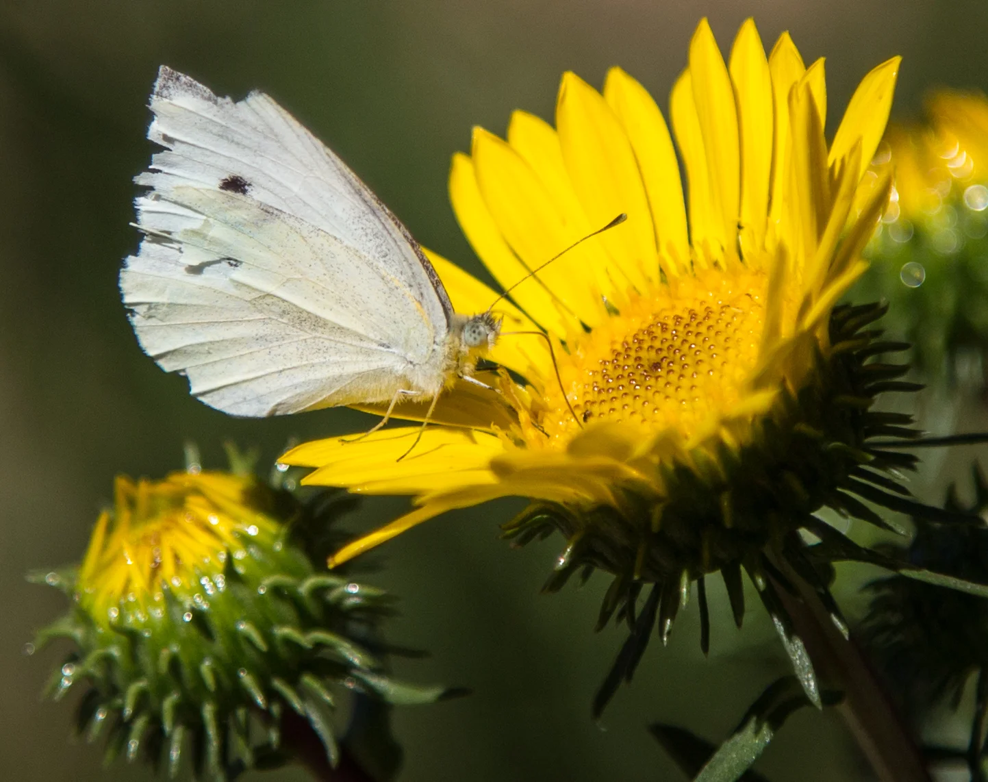 Cabbage White