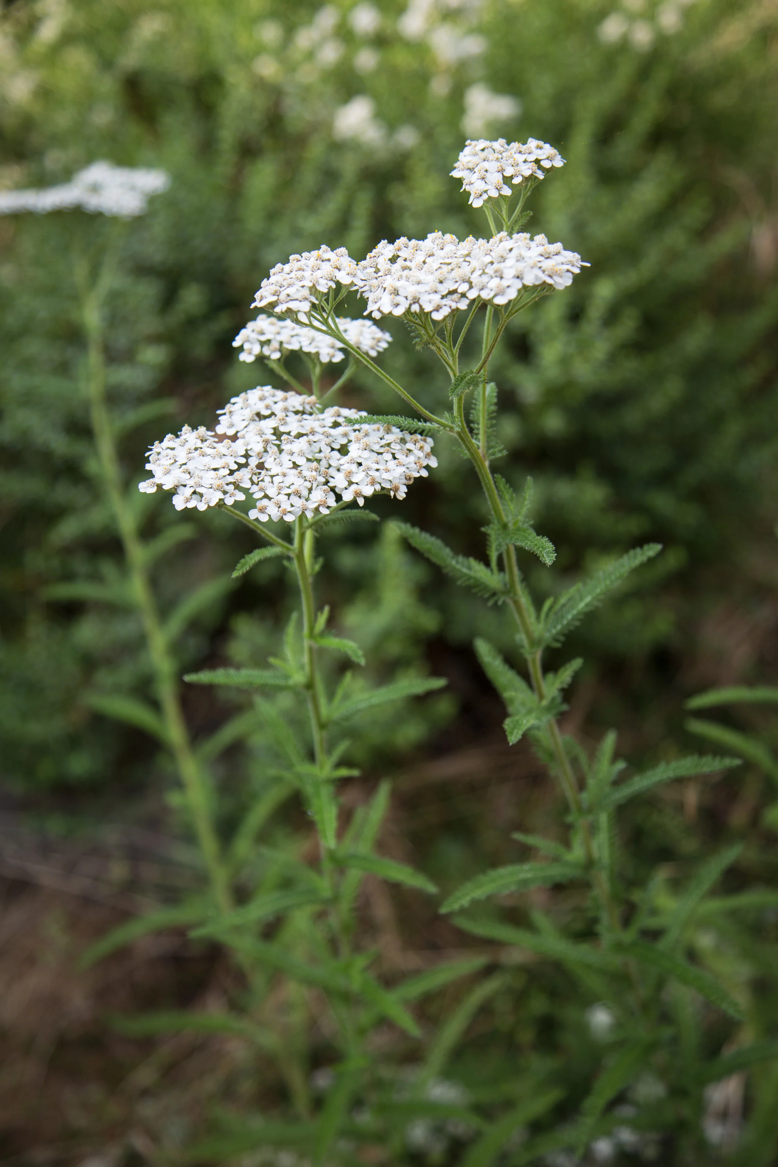 Yarrow, Achillea millefolium