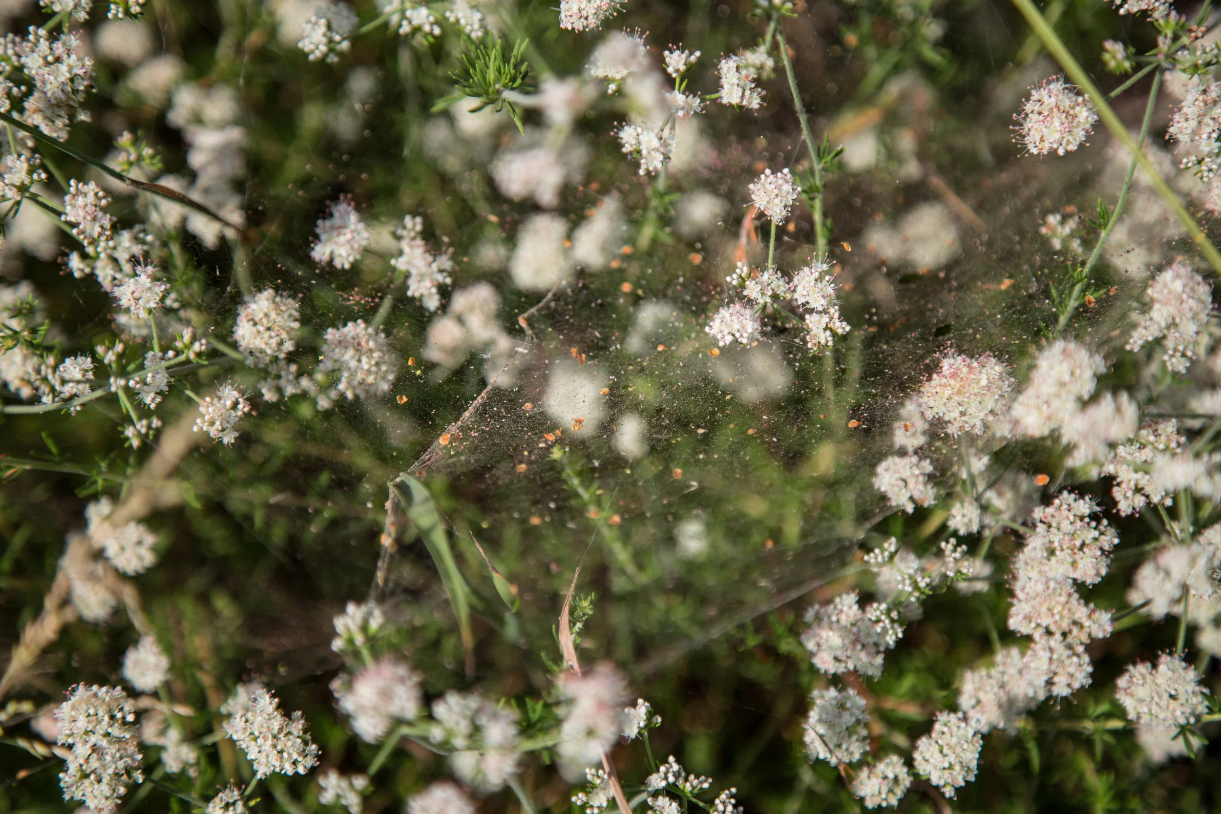 So much to be seen inside a spider's web...