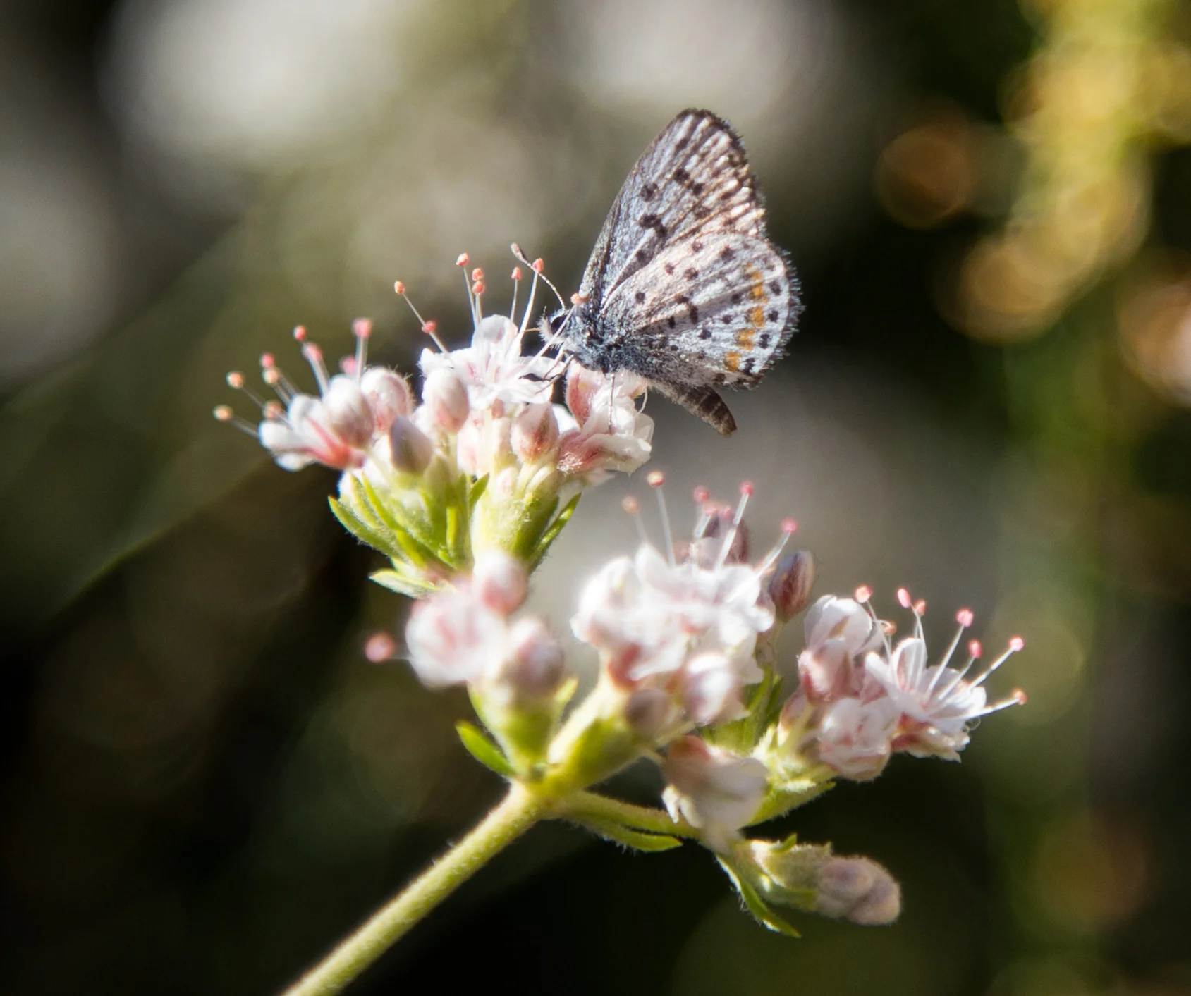 Bernardino Blue, Euphilotes bernardino