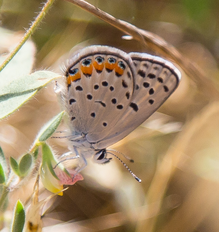 Lupine Blue, Plebejus lupini