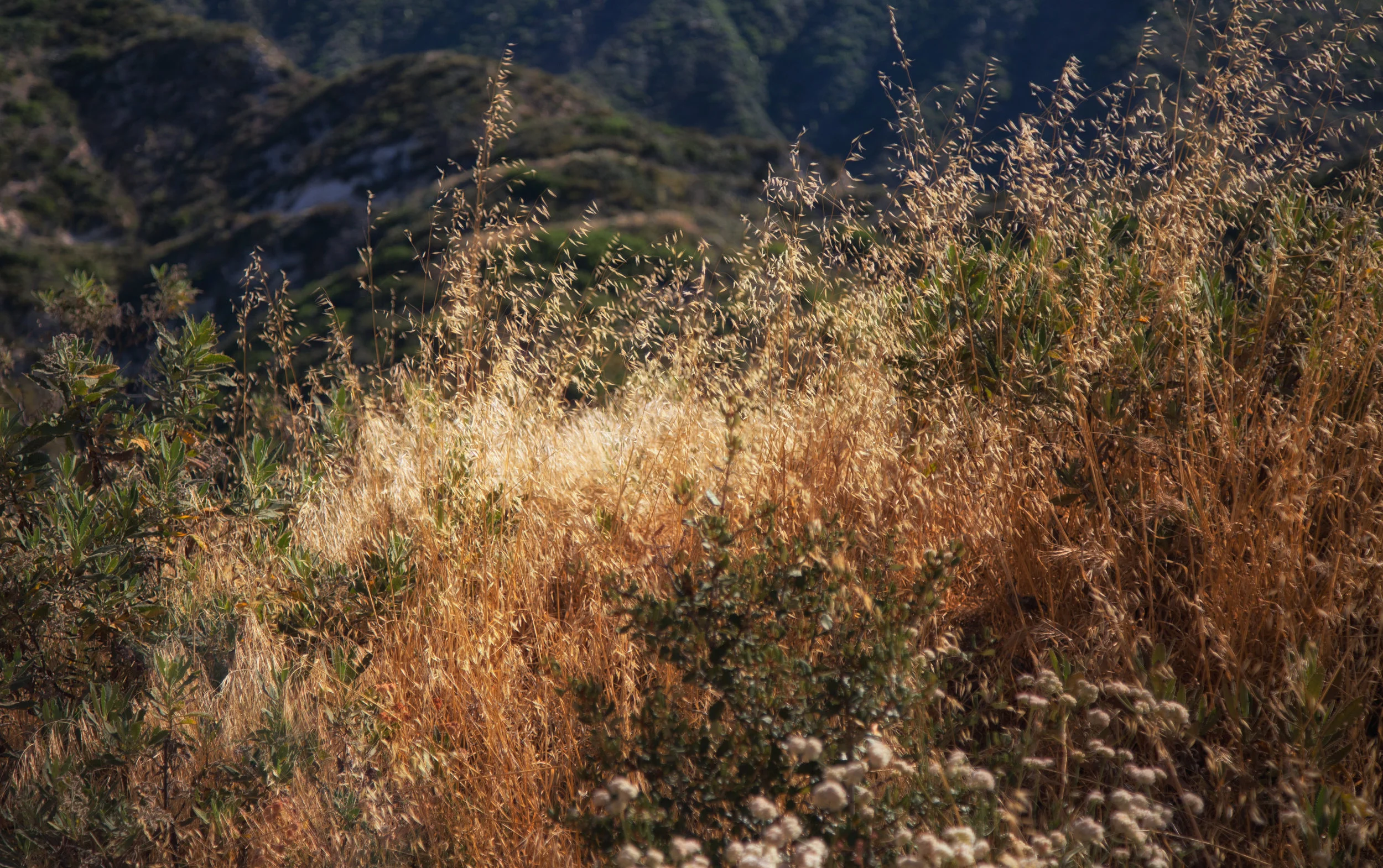 I love the colors of summer in fiery orange.