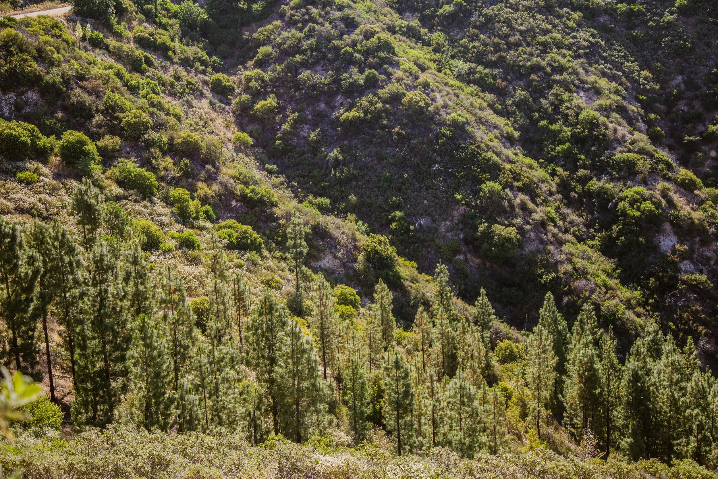 View from part way up the mountain.