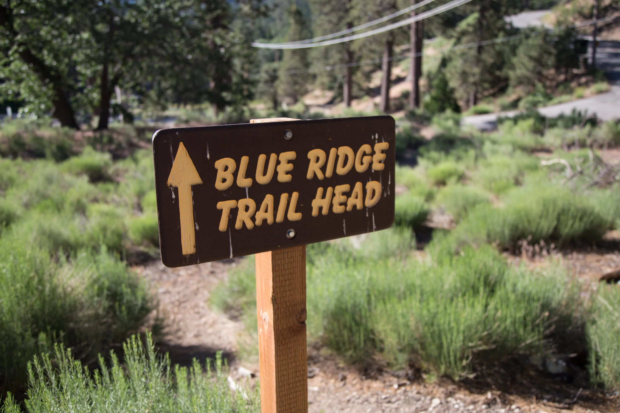 Start of the trail located across the street from the Big Pines Ranger Station