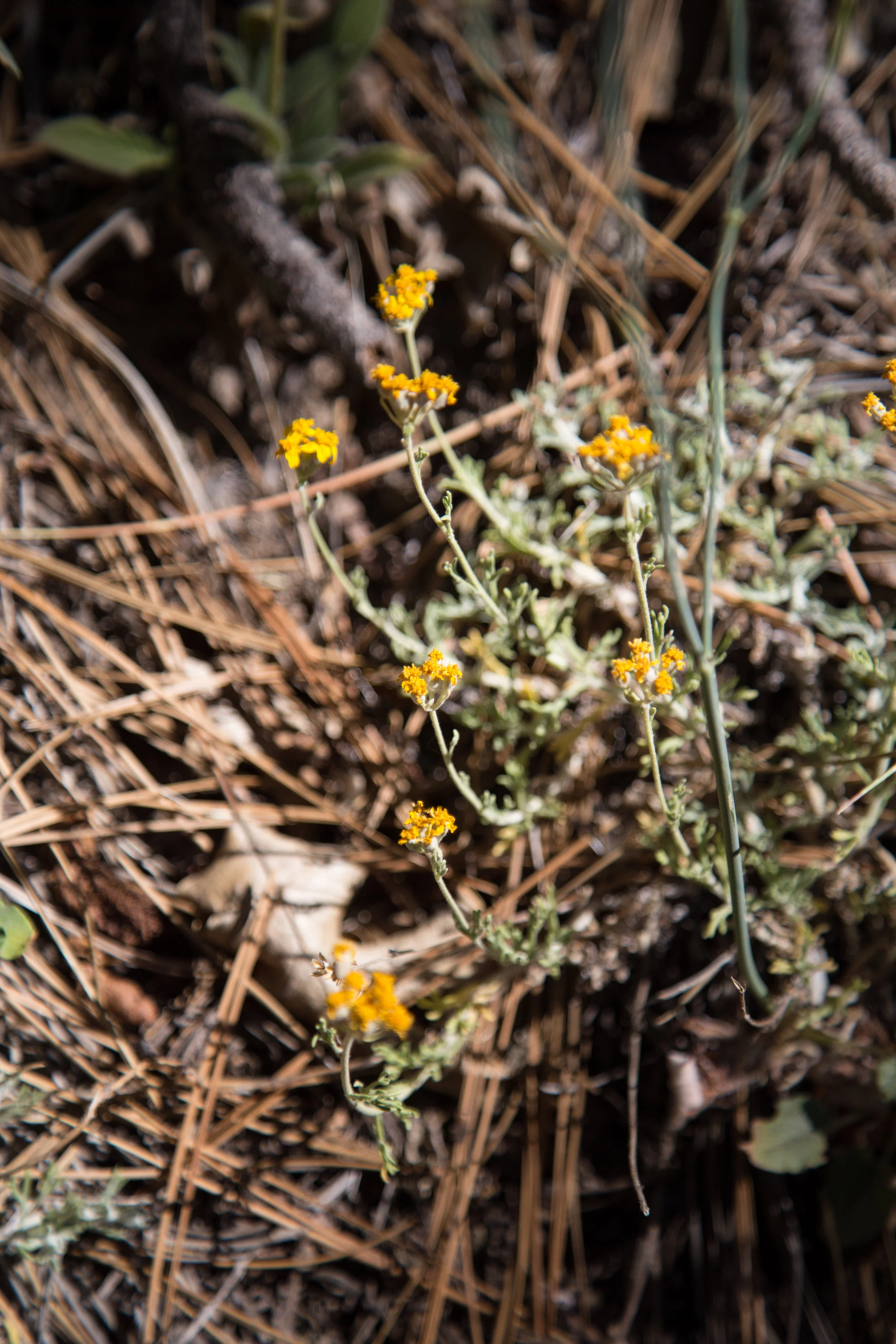 Golden Yarrow