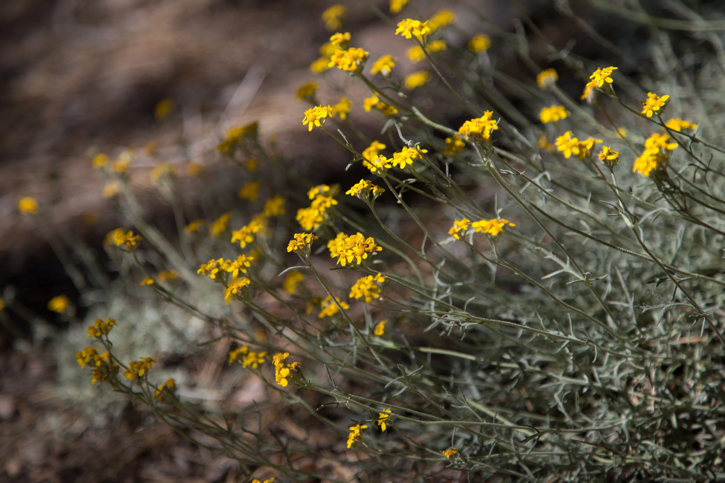 golden yarrow