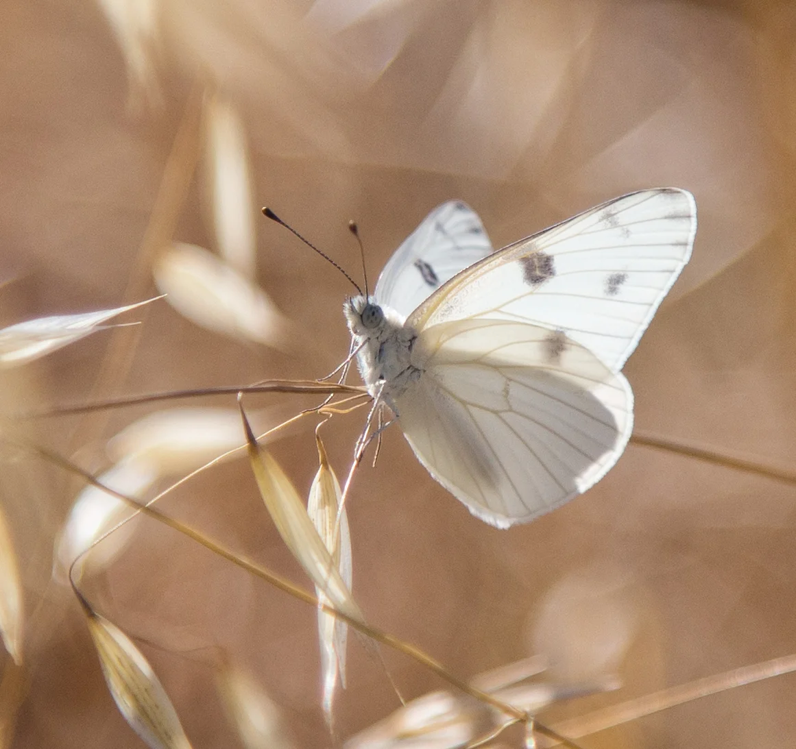Checkered White, Pontia protodice, Male