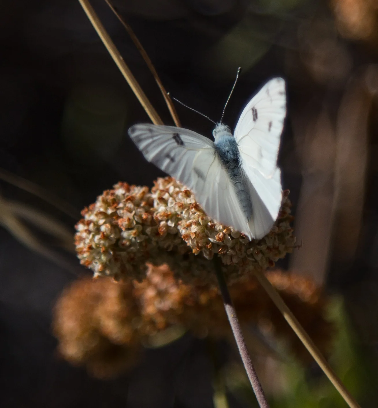 Checkered White, Pontia protodice, Male