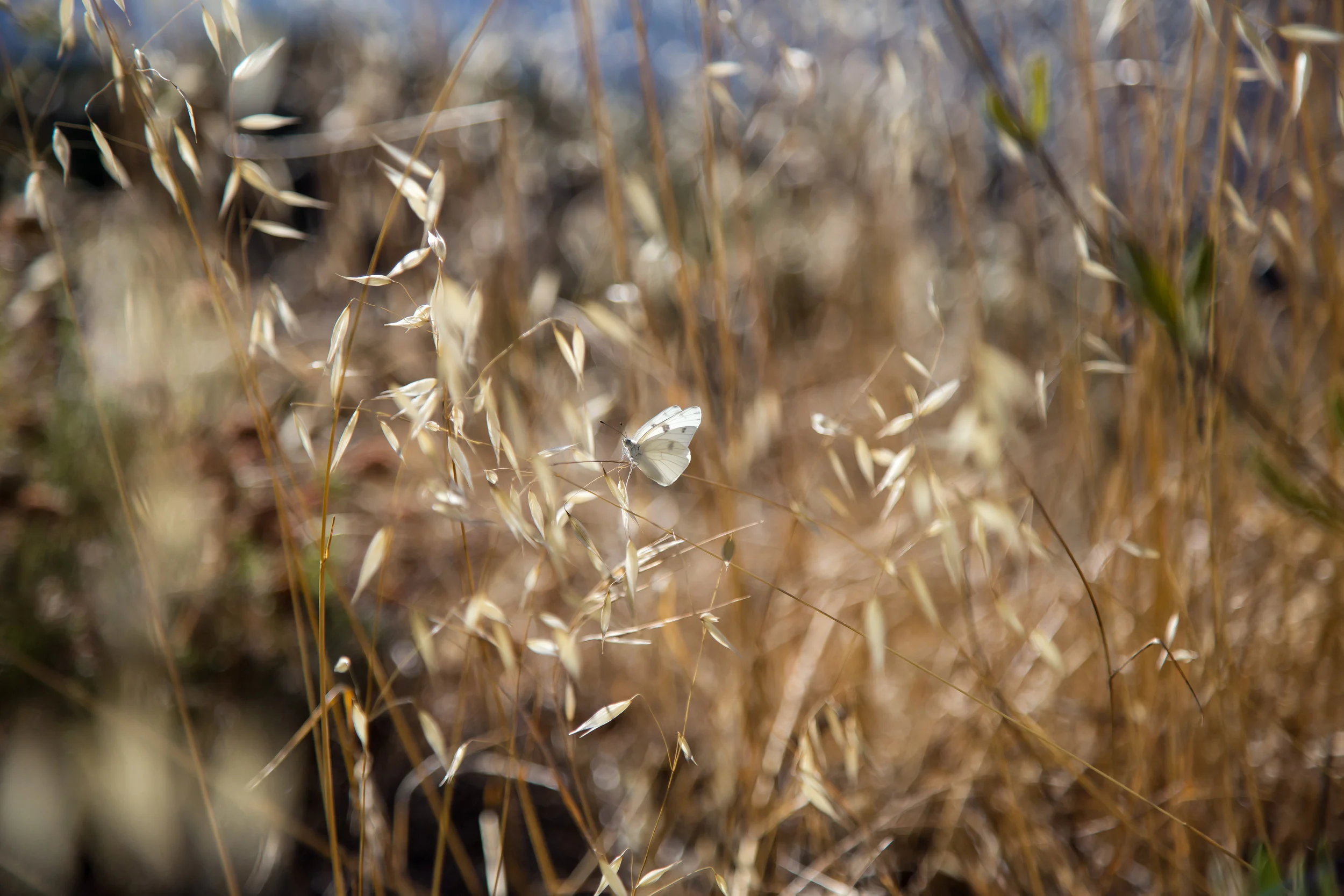 Checkered White, Pontia protodice, Male