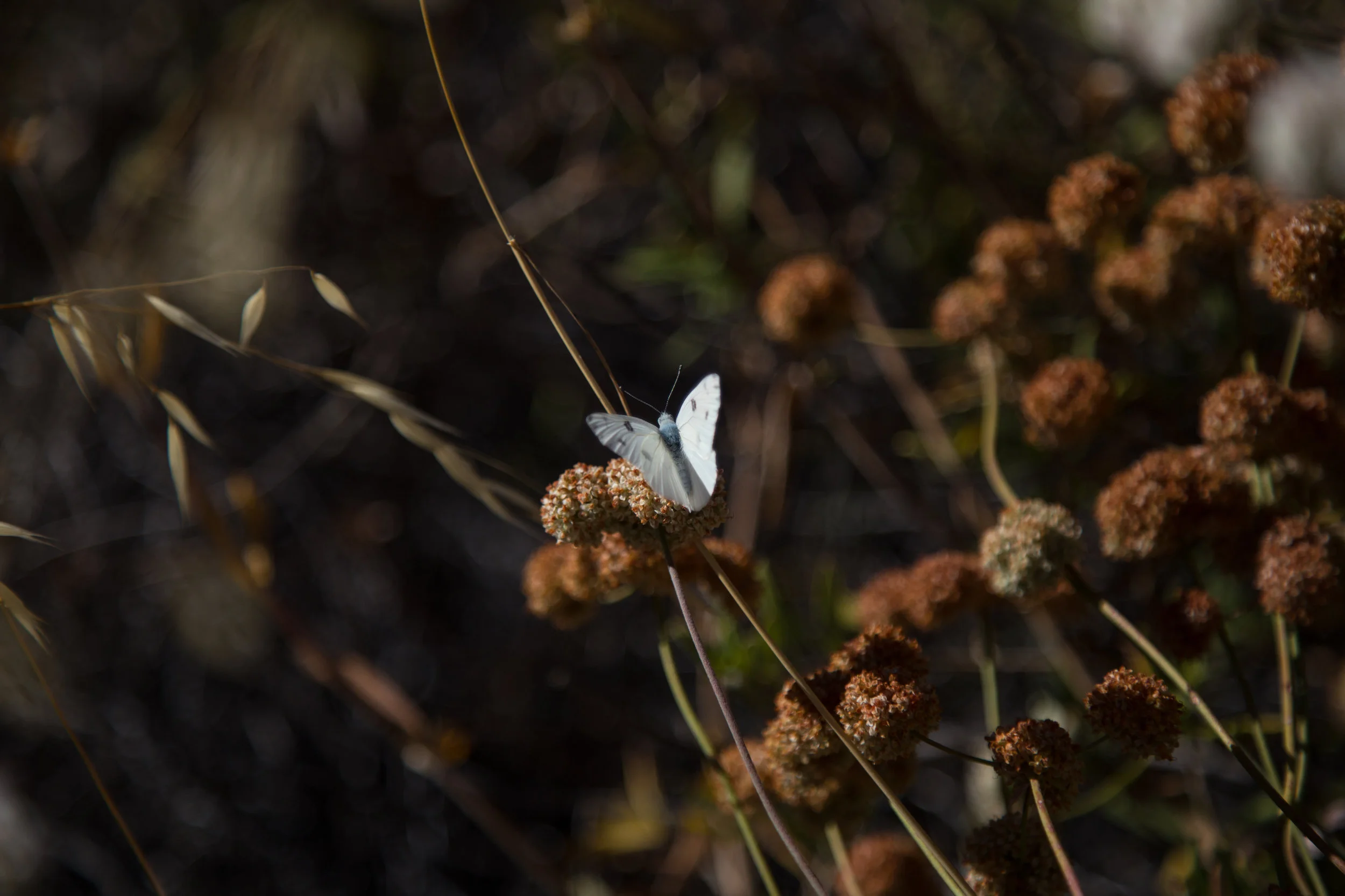 Checkered White, Pontia protodice, Male