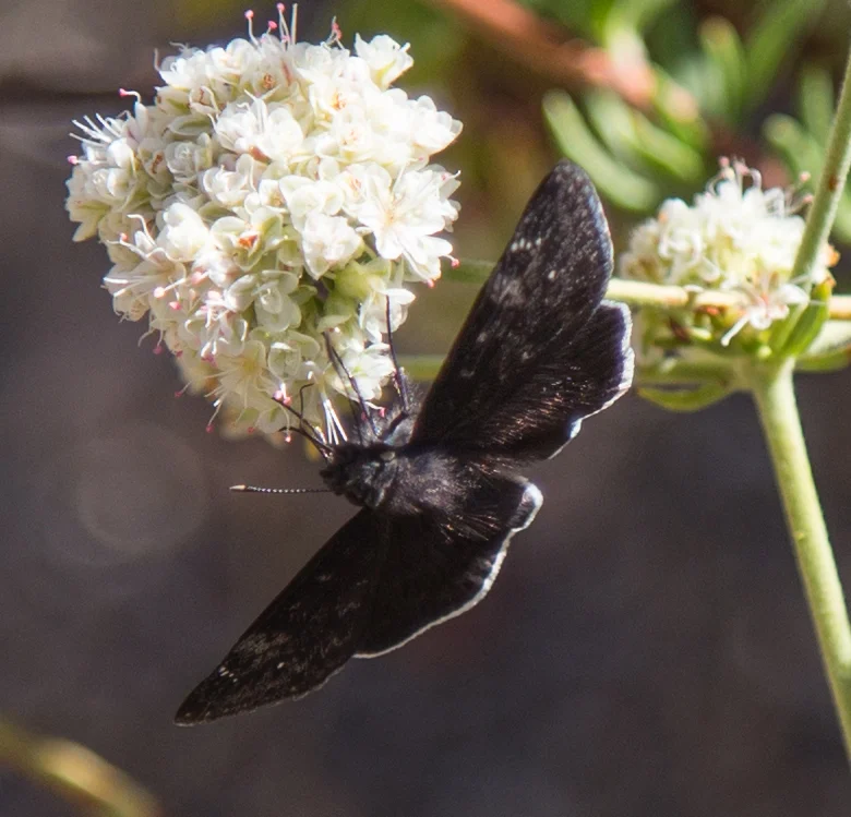 Duskywing