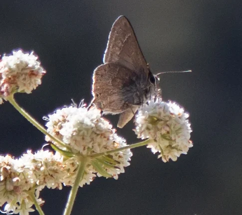 Hairstreak - Not sure what kind. This is the only shot I was able to get and it was pretty far away.