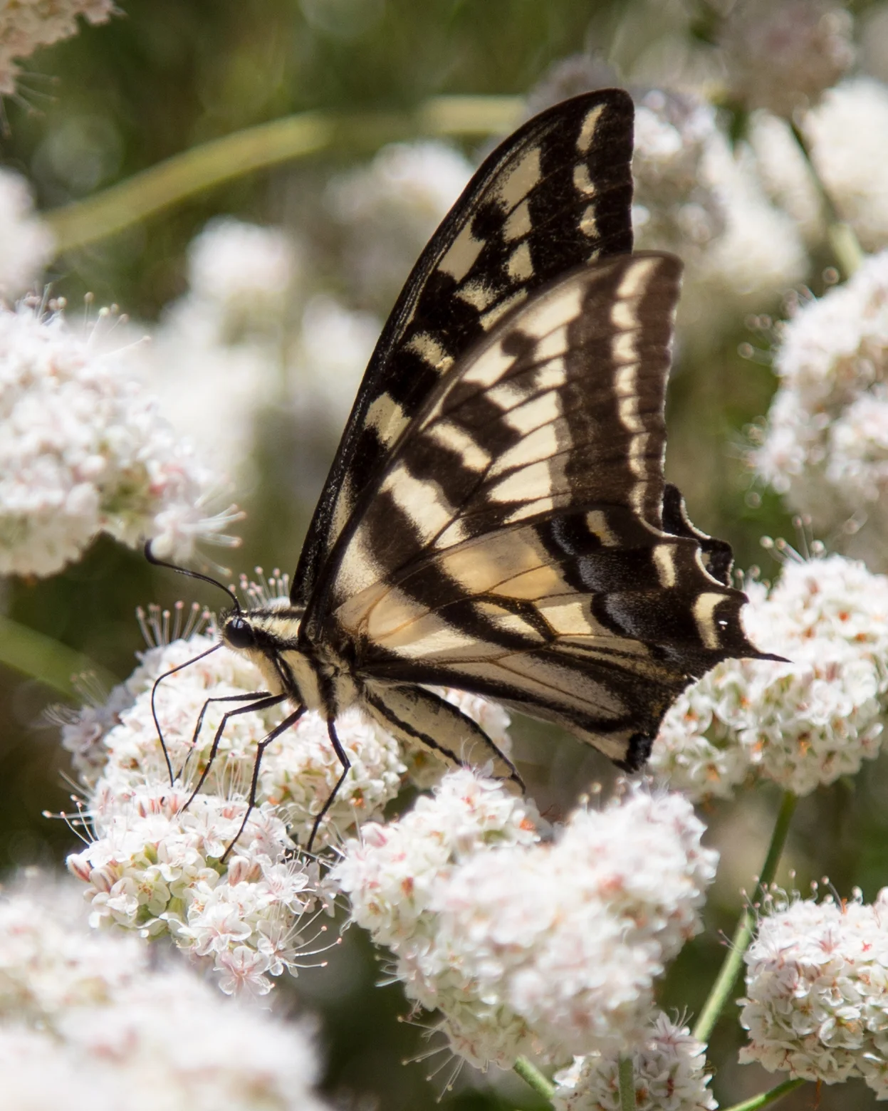 Pale Swallowtail, Papilio eurymedon