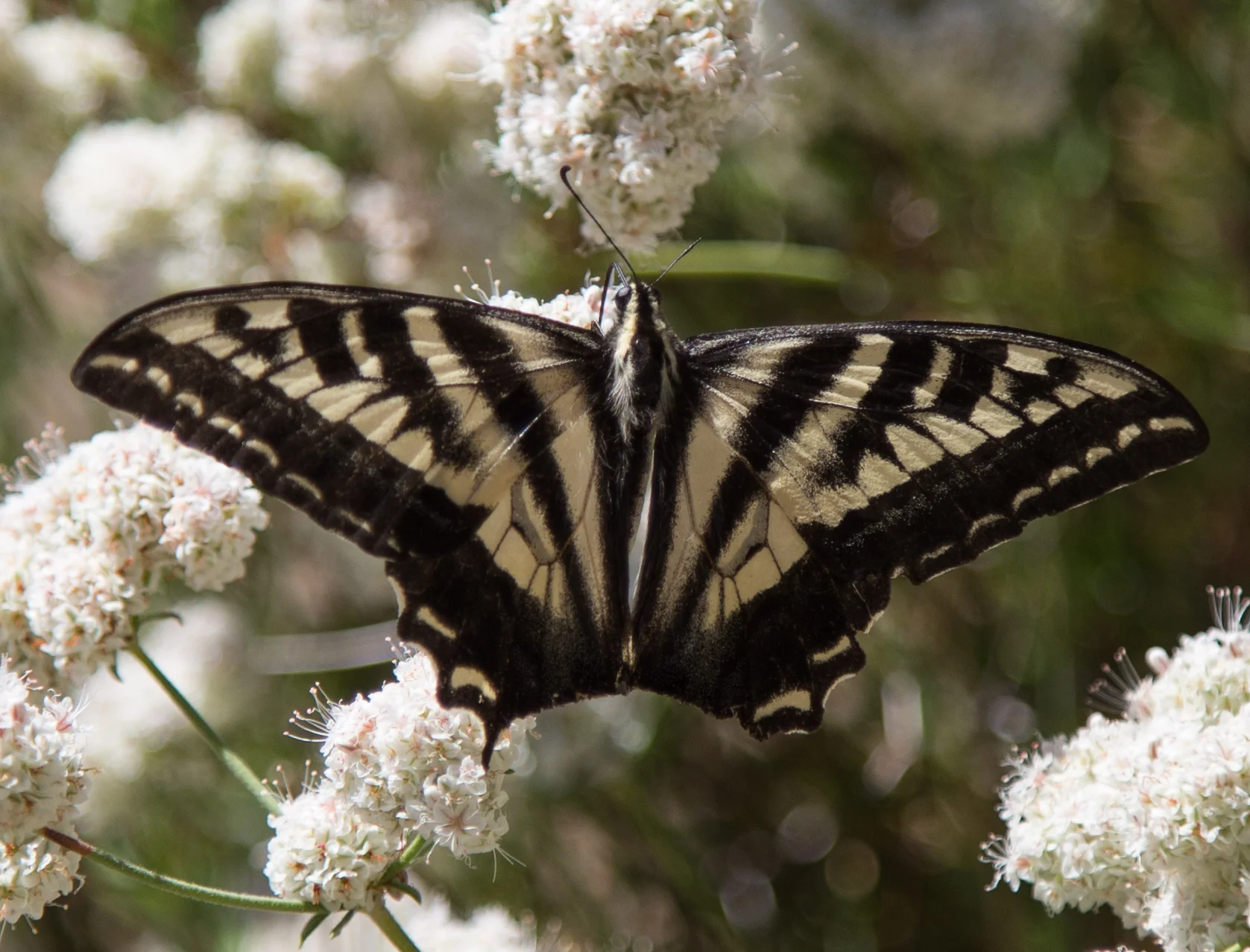 Pale Swallowtail, Papilio eurymedon