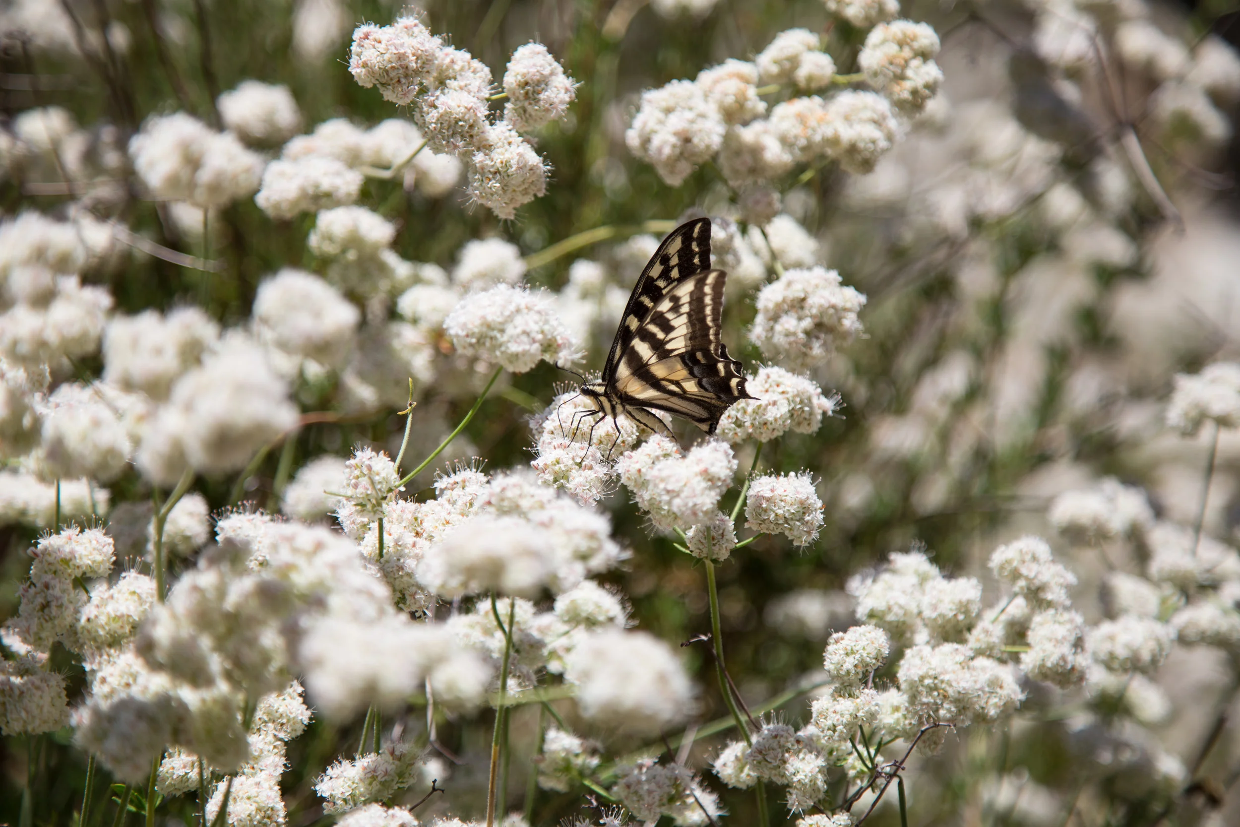 Pale Swallowtail, Papilio eurymedon
