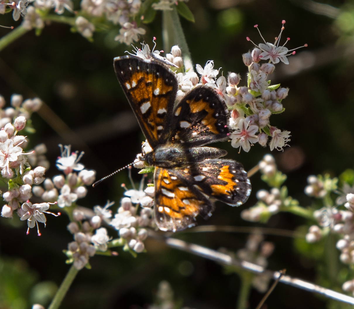 Mormon Metalmark, Apodemia mormo - This is my first Metalmark. Not the best shots, but they are identifiable. Very exciting!