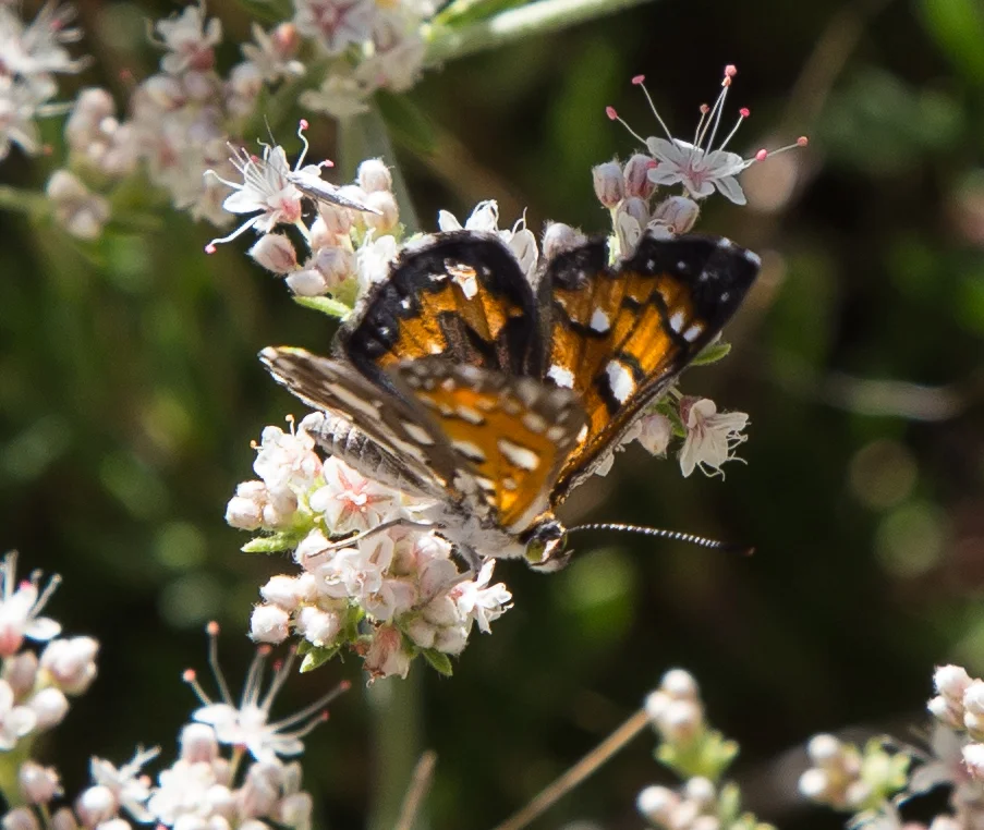Mormon Metalmark, Apodemia mormo