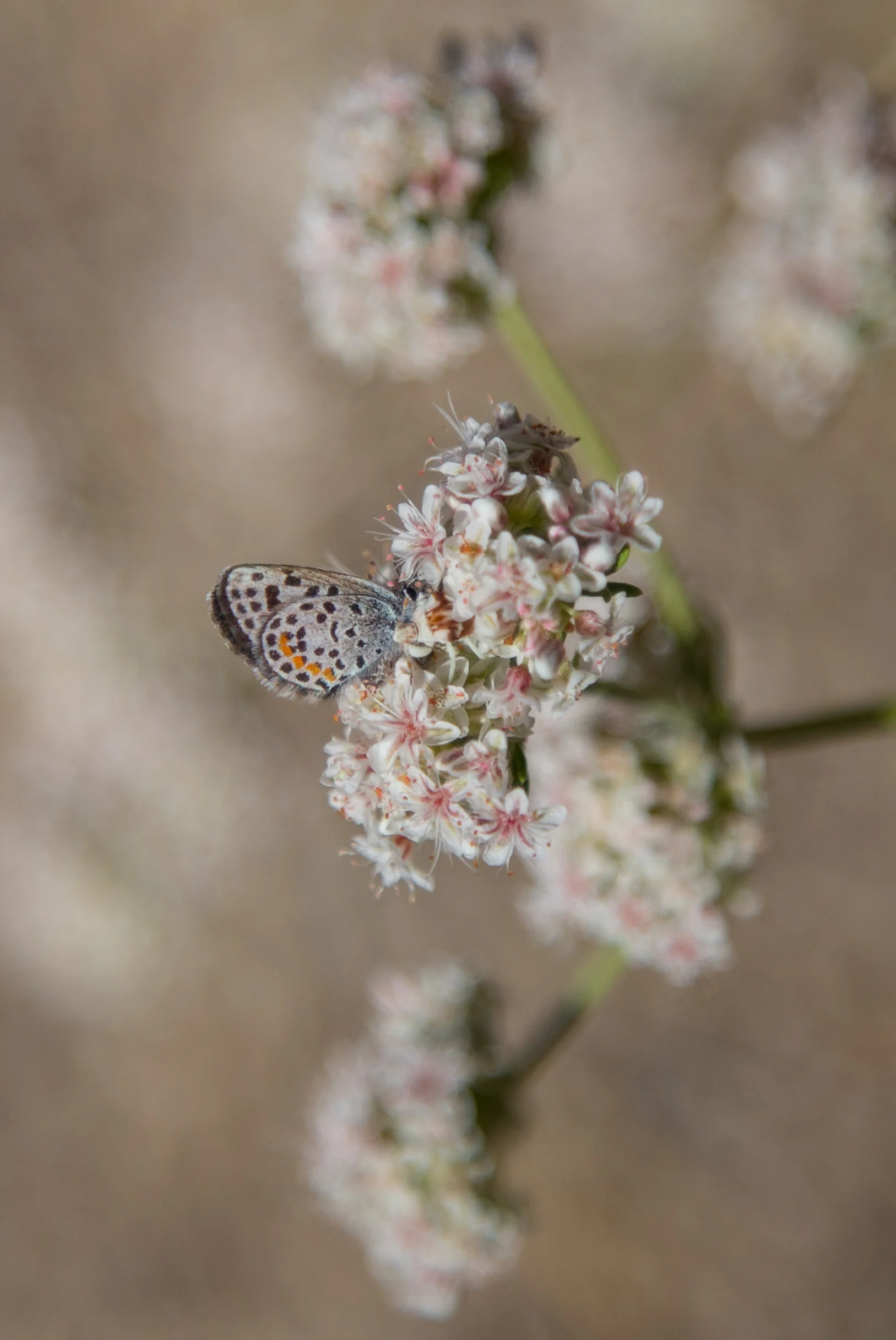 Bernardino Blue, Euphilotes bernardino