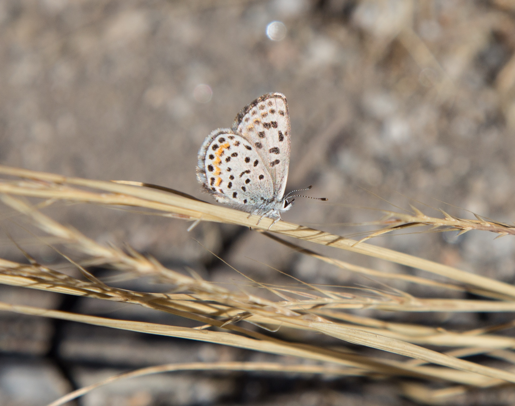 Bernardino Blue, Euphilotes bernardino