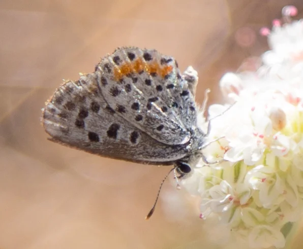 Bernardino Blue, Euphilotes bernardino