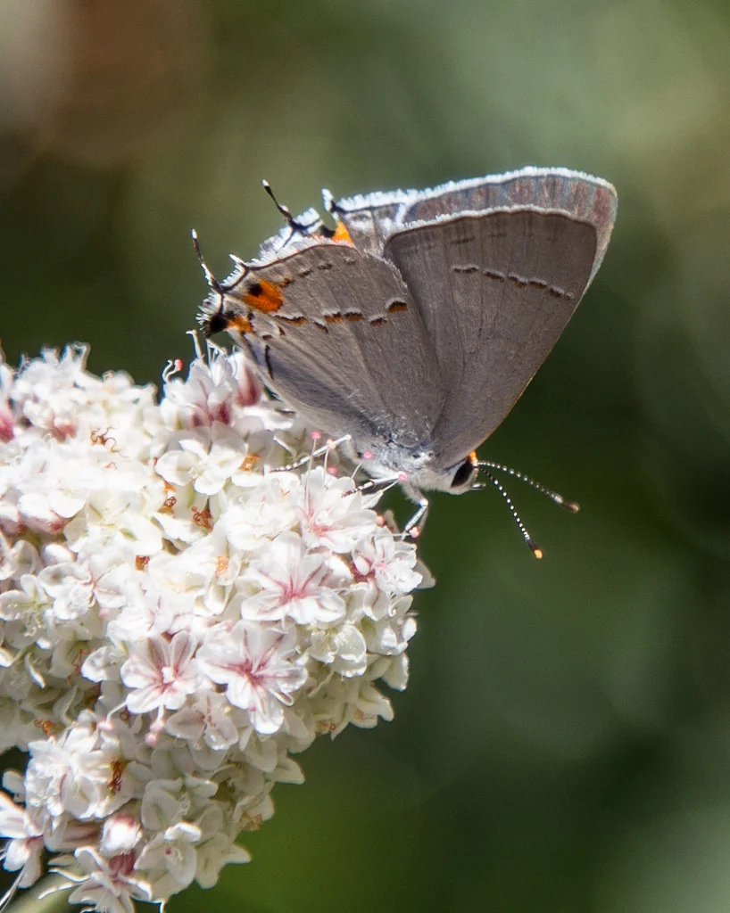 Gray Hairstreak, Strymon melinus pudica, female